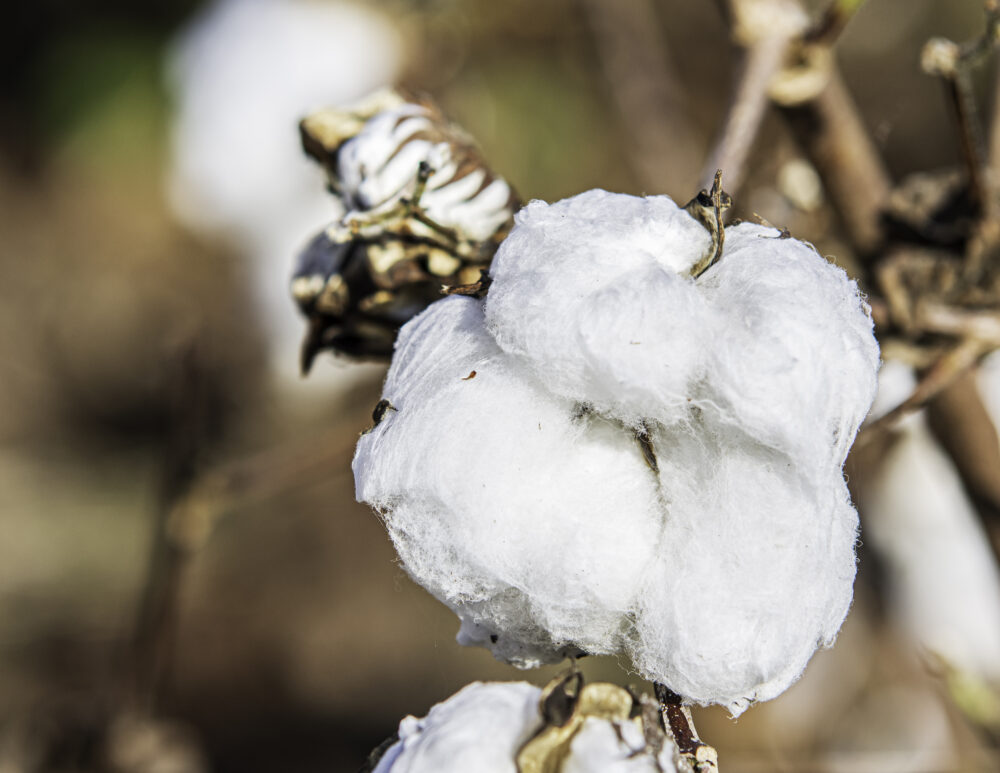 Bangladesh Lifts Fumigation Requirements on U.S. Cotton… COTTON USA
