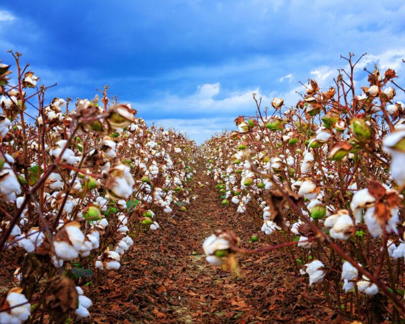 Cotton Field