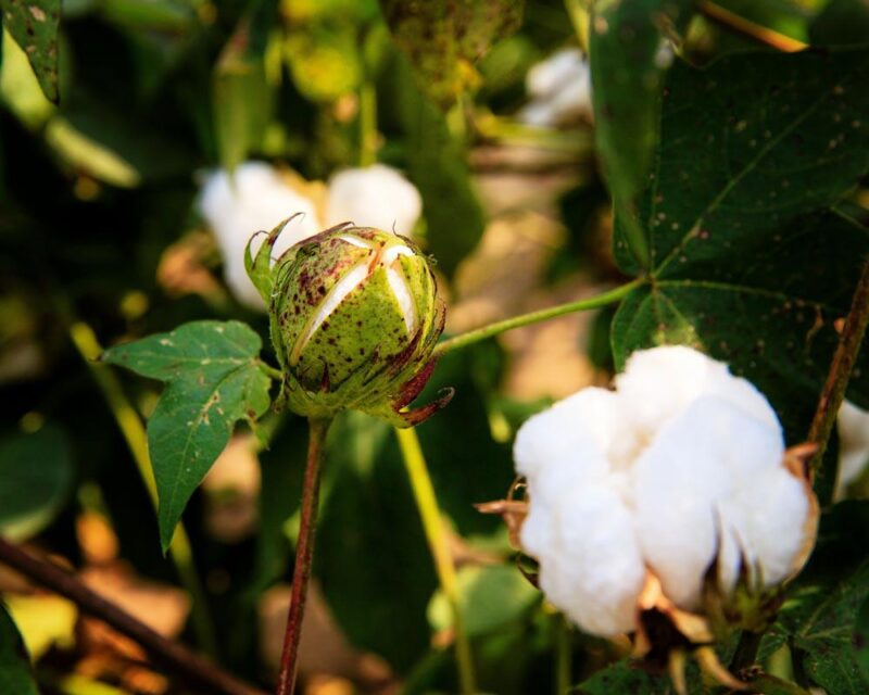 Cotton