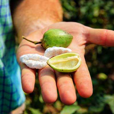 Cottonseed Handlers